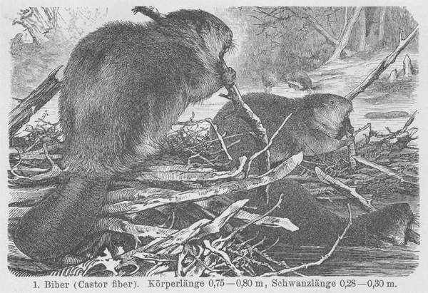 Biber_Brockhaus_14Auflage_600