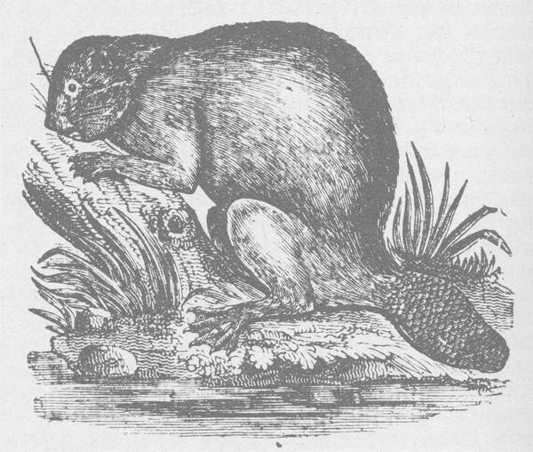 Biber_Lexikon_1837_600