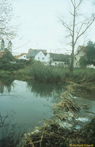 Biberdamm in Pfoerring_600