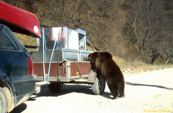 Baer inspiziert Biberkisten_600