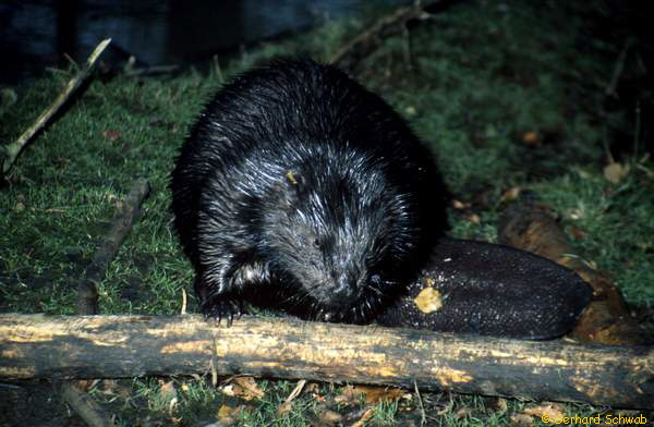 Schwarzer Biber 3_600