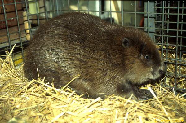 Biber in Gehege 1_600