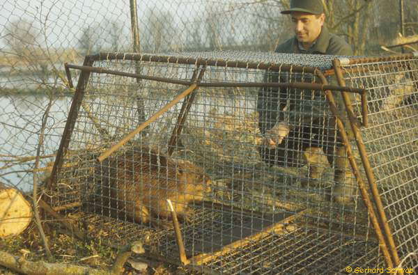 Marijan mit Mari in Falle_600