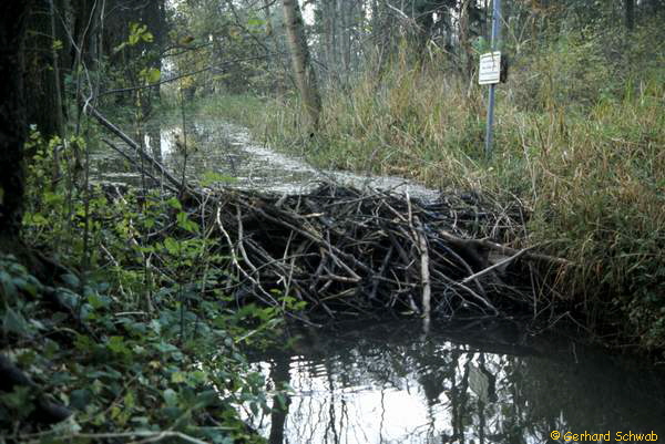 Biberdamm12_600