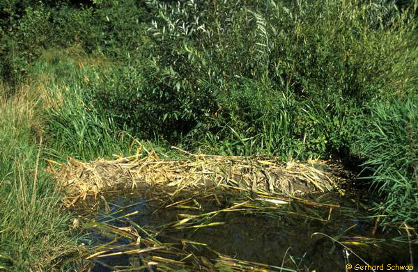 Biberdamm aus Mais_600