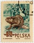 Biberbriefmarke Polen 3 Z_TN
