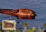 Biberpostkarte Weissrussland WWF 4_TN