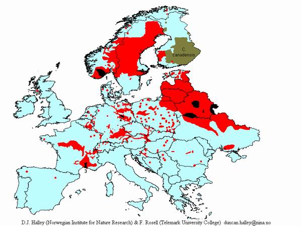 Biberverbreitung in Europa 2005