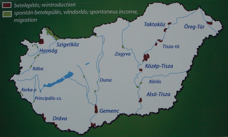 Biberverbreitung_Ungarn_2007